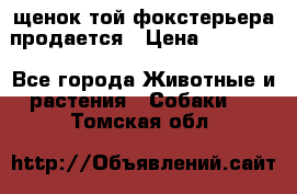 щенок той-фокстерьера продается › Цена ­ 25 000 - Все города Животные и растения » Собаки   . Томская обл.